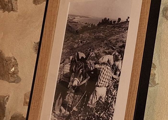Vendanges en famille, à Collioure