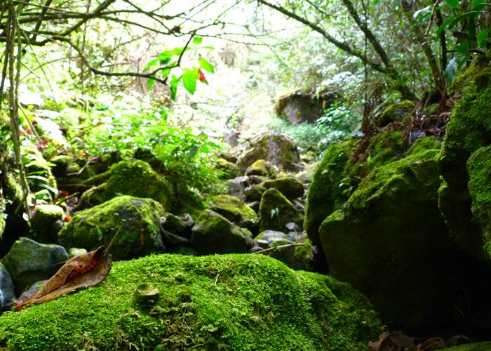 L'Orée du Maïdo - forêt primaire de Bébour