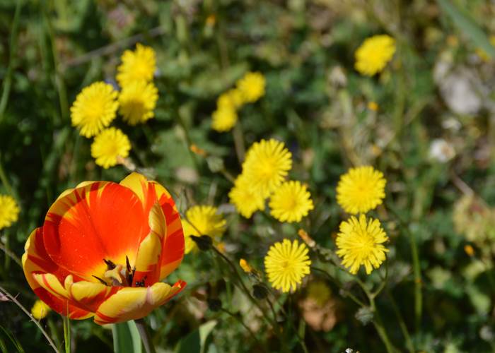 Fleurs à la bastide de Lure