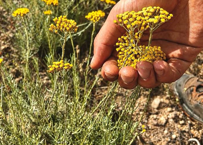 Immortelle