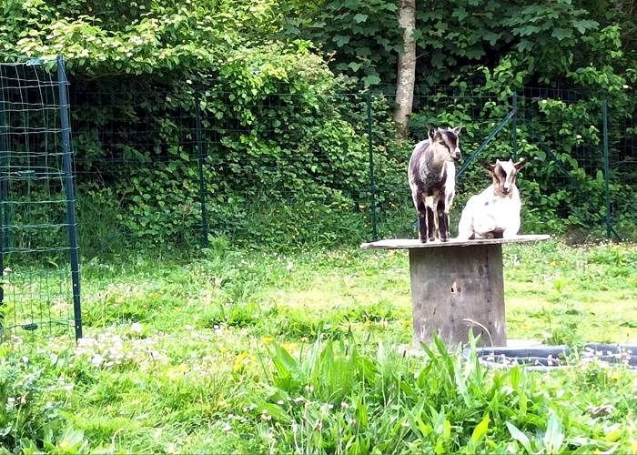 Découverte des jeux pour chèvres-news