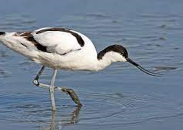 Avocette Elégante