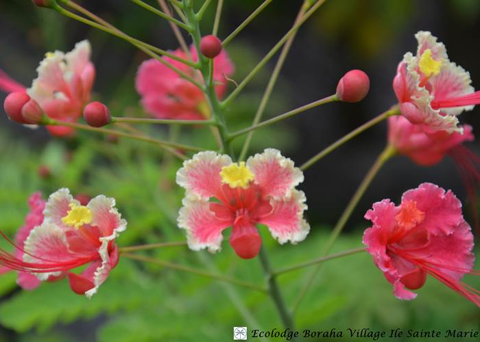 Jardin Boraha Village Ile Ste Marie Madagascar 02