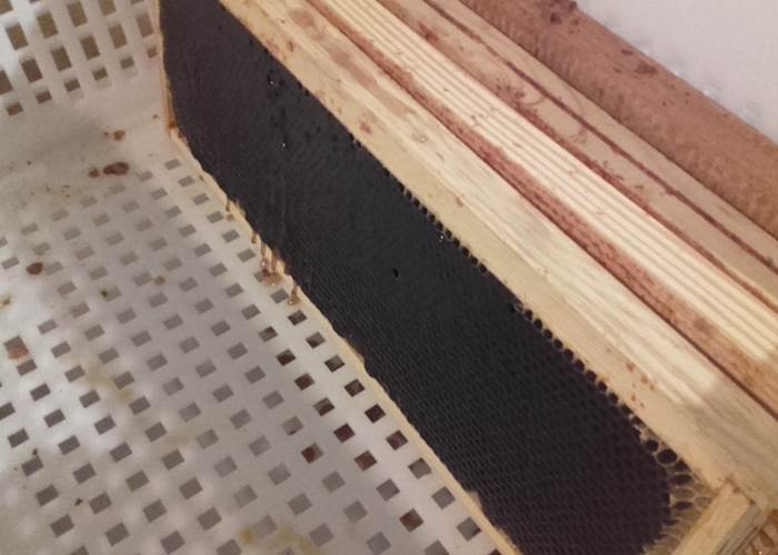 Les cadres de hausse remplis de miel et de miellat