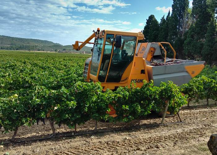 Venez découvrir les vendanges du Minervois