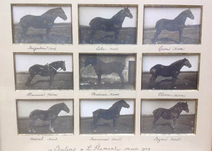 Les étalons Nivernais : l'origine de la Ferme !-page