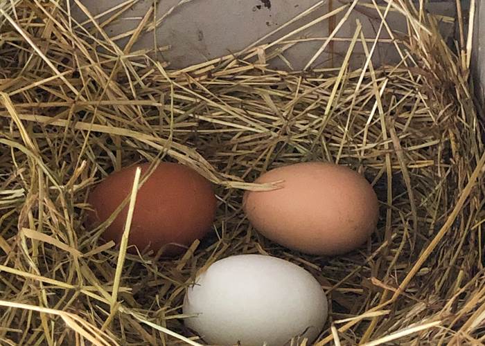De bons oeufs pour les différentes préparations du petit-déjeuner