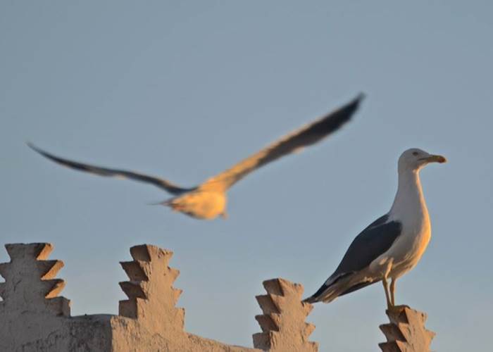 Les mouettes d'Essaouira