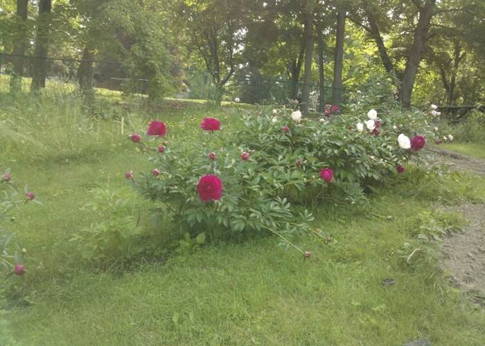 idgjardin6