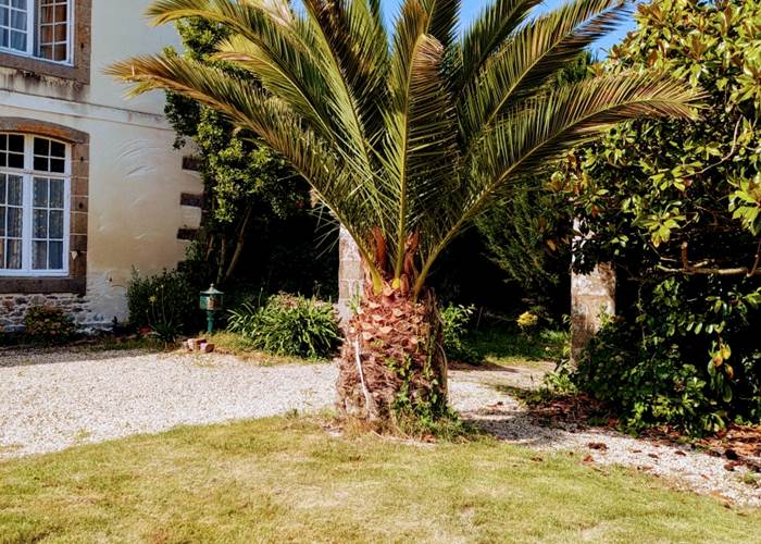 PALMIER DES cANARIE,Domaine de launay blot