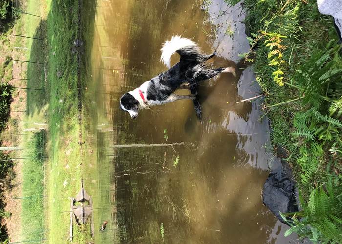 baignade etangs lacs Pierre-Percee Celles-sur-Plaine la Maix