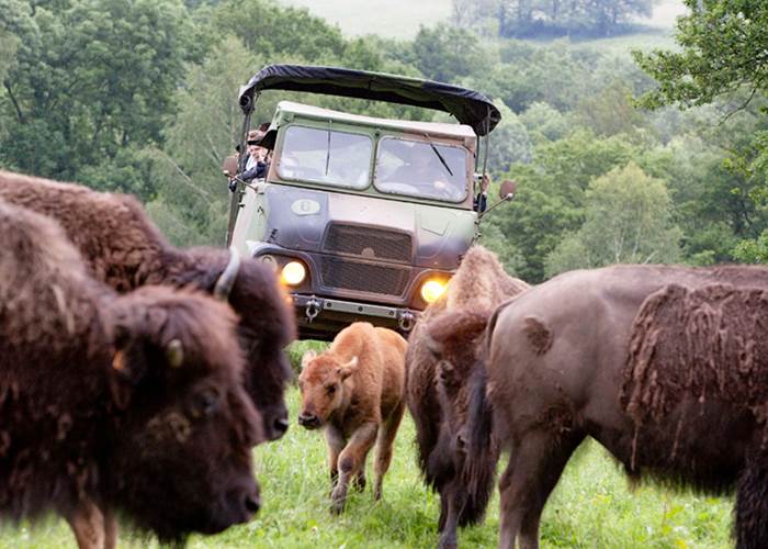 Elevage des bisons-page