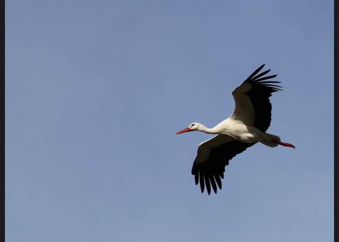 reserve estuaire de seine 3