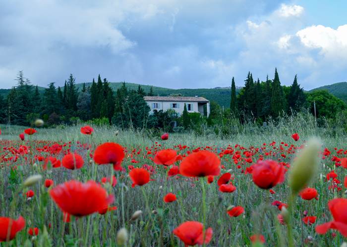 Les champs de coquelicots