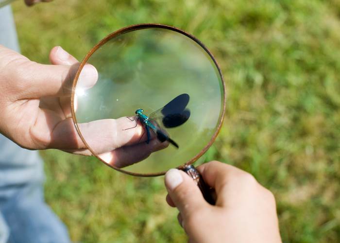 Observer les libellules à la mare