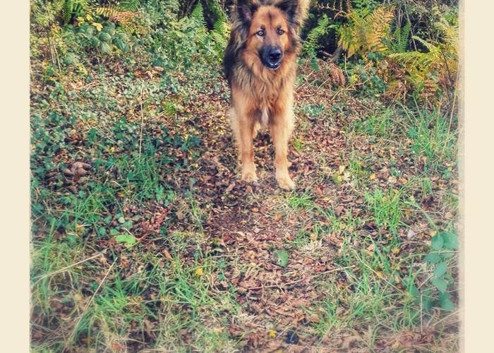 woofie; votre meilleur guide, Woefie, je beste gids