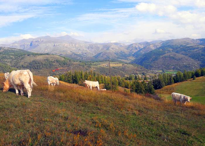 Les Charolaises