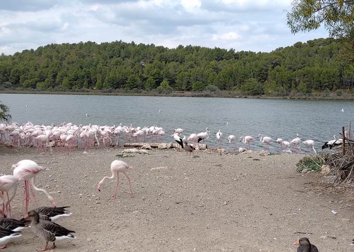 Réserve Africaine de Sigean