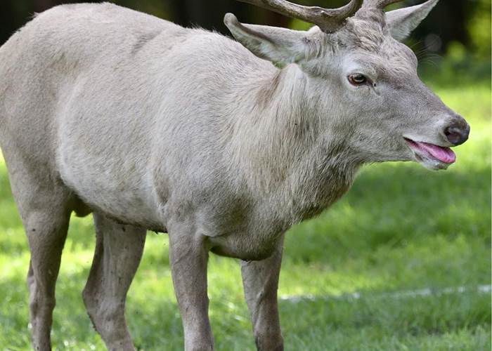 cerf blanc 2