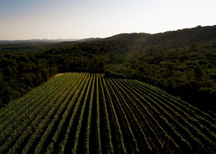 Vignes Pic saint Loup