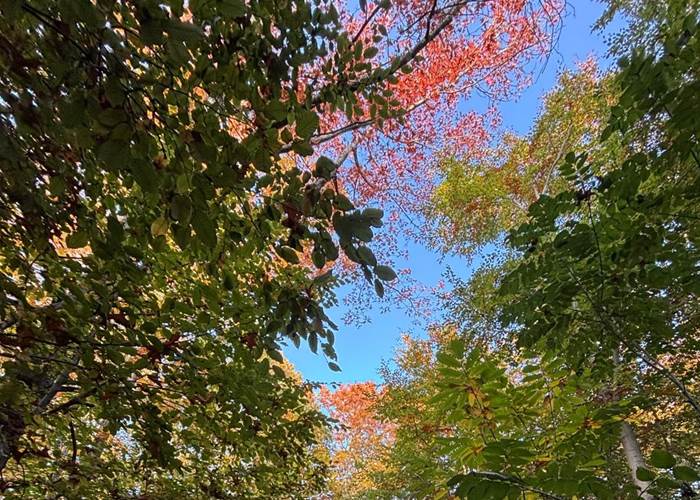 Bois des Waibes à Thuin