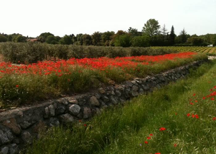 oliviers et  coquelicots