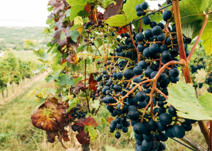 close-up-of-black-grapes-scaled