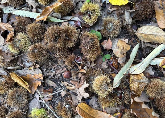 Décor d'automne dans les bois de Thuin
