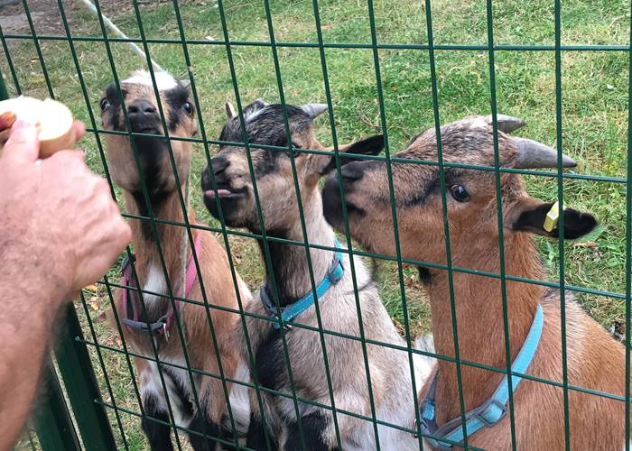 Nos 3 chèvres : Tybou, Tybi et Tynou appréciant beaucoup les pommes du verger