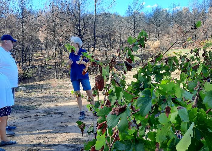 Visite de la vigne 🍇🍇🍇