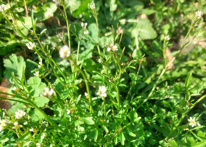 Les Longs Prés - Lompret, Chimay