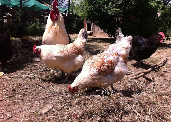 poules