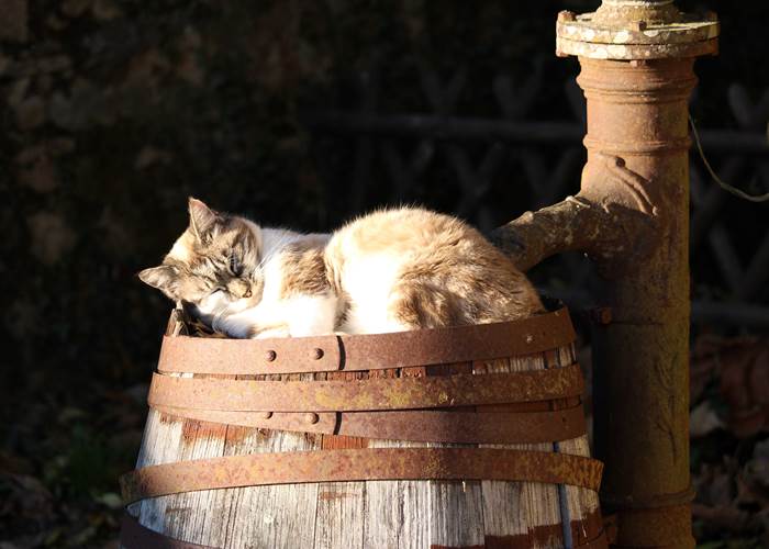 animaux au camping, camping à la ferme
