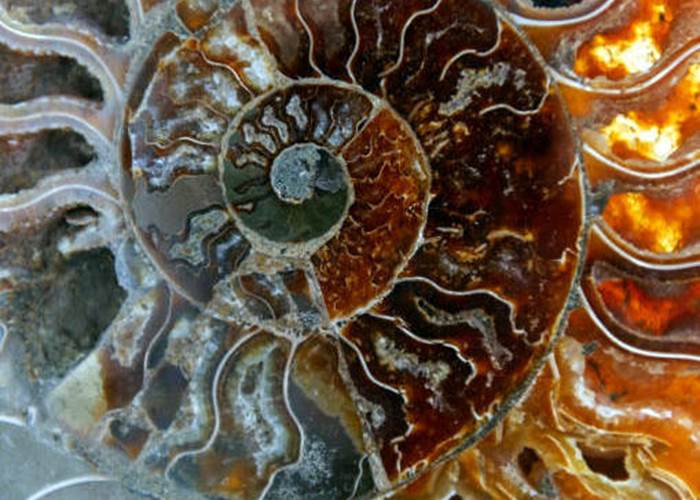 Les fossiles de la région d'Erfoud