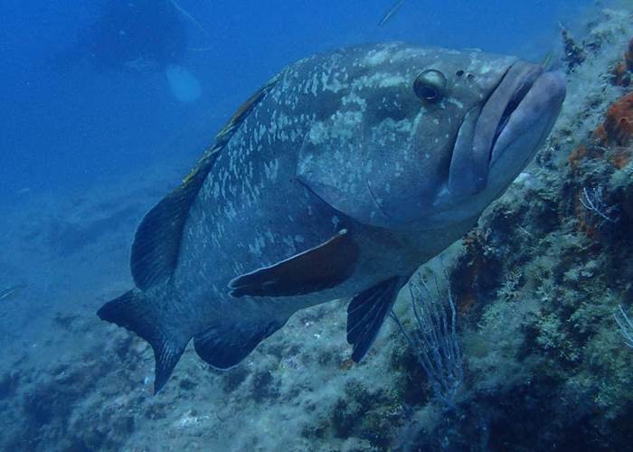 Le Mérou, dans la réserve.-news
