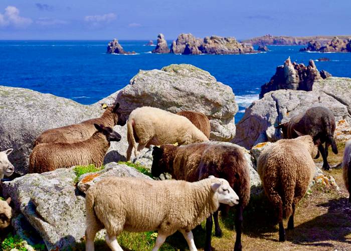 Les moutons de Ouessant