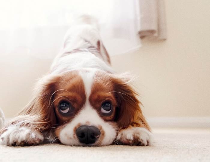 Votre animal de compagnie chien ou chat