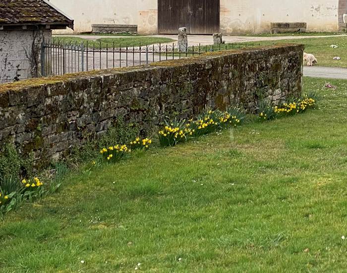 Jonquilles de la Manufacture