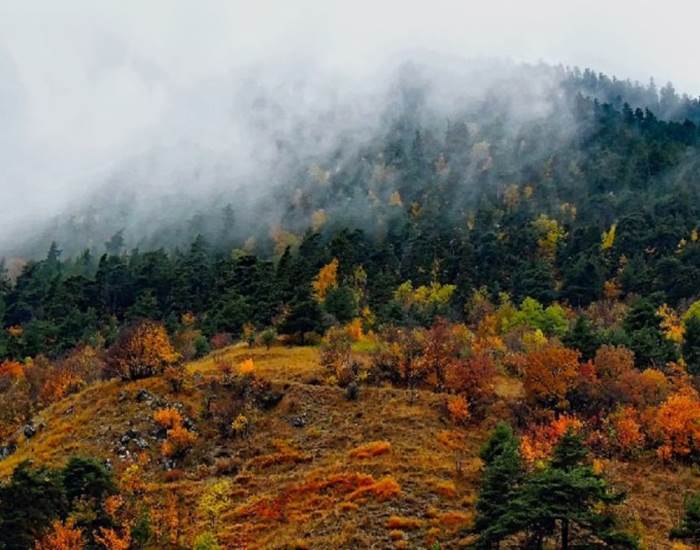 foret des vosges en automne