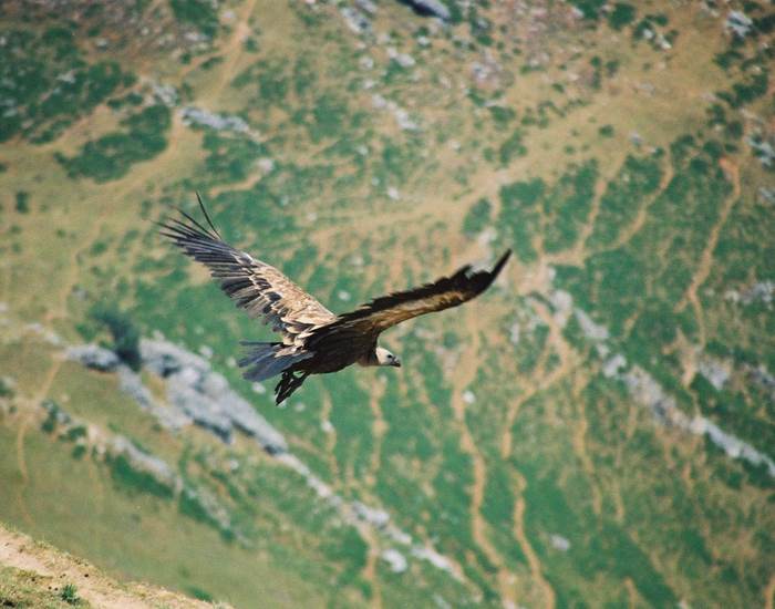 Animaux_Vautour
