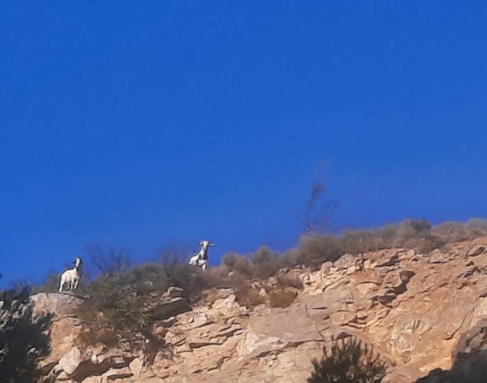 Chouette rencontre lors d'une promenade automnale