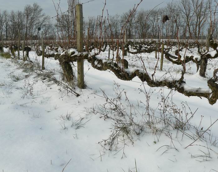 Vignoble, Bio, Biodynamie, Nature, Vins, Domaine, Visite, Dégustation
