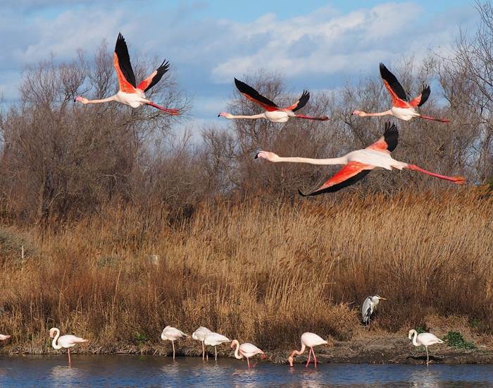 Camargue