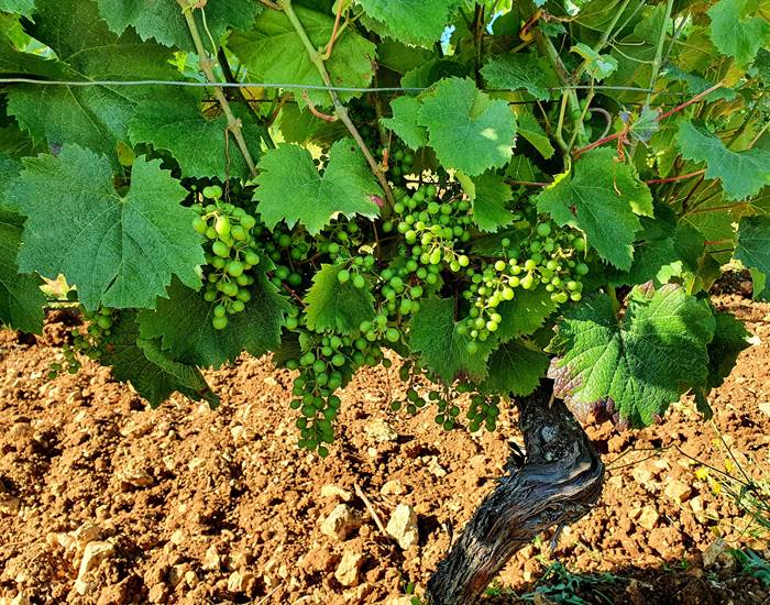 Vigne en juillet, la véraison n'a pas encore été faite.
