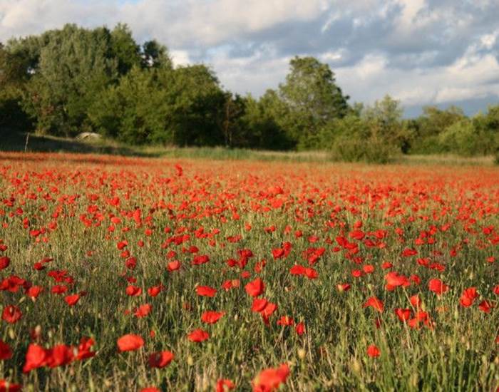 coquelicots