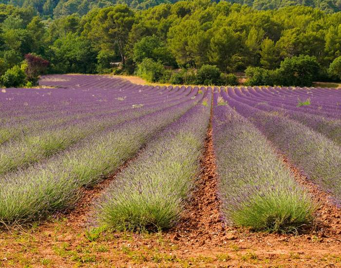 Champs de lavandes