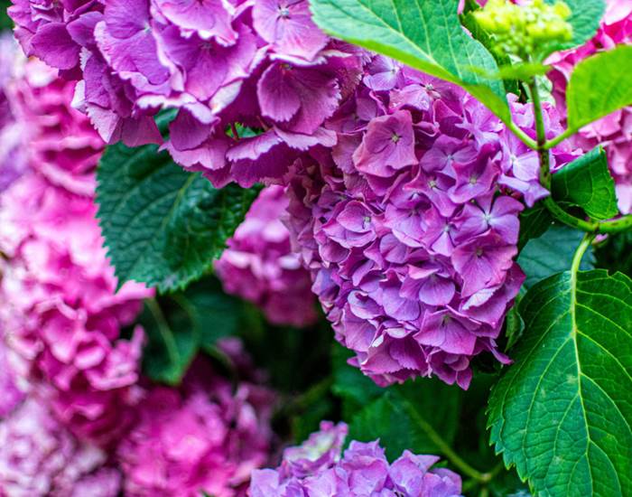 Les jardins de Berdis - Hortensia