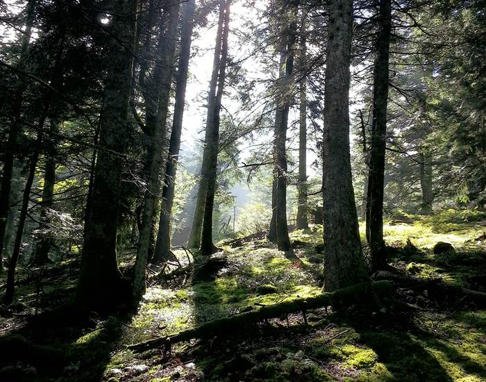 Féerie des sous-bois