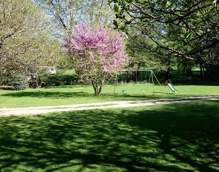Arbre de Judée en mars