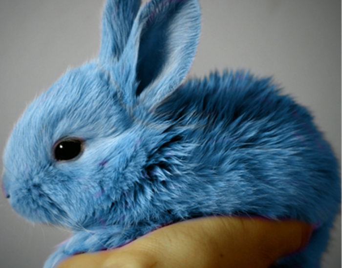 Gîte du Lapin Bleu